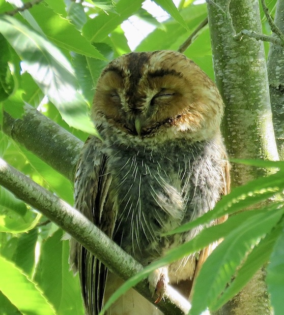 tawny owl
